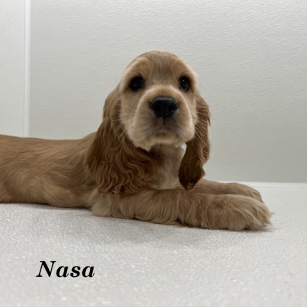 puppy, for, sale, Cocker Spaniel, Joe & Cherri  Overlease, dog, breeder, Miller, MO, dog-breeder, puppy-for-sale, forsale, nearby, find, puppyfind, locator, puppylocator, aca